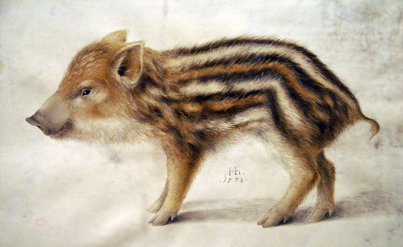 Hoffmann, Hans - A Wild Boar Piglet - 1578