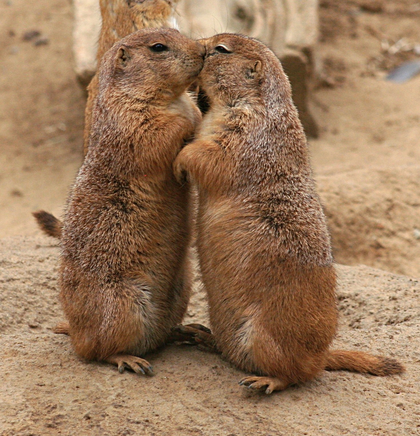 Kissing Prairie Dogs