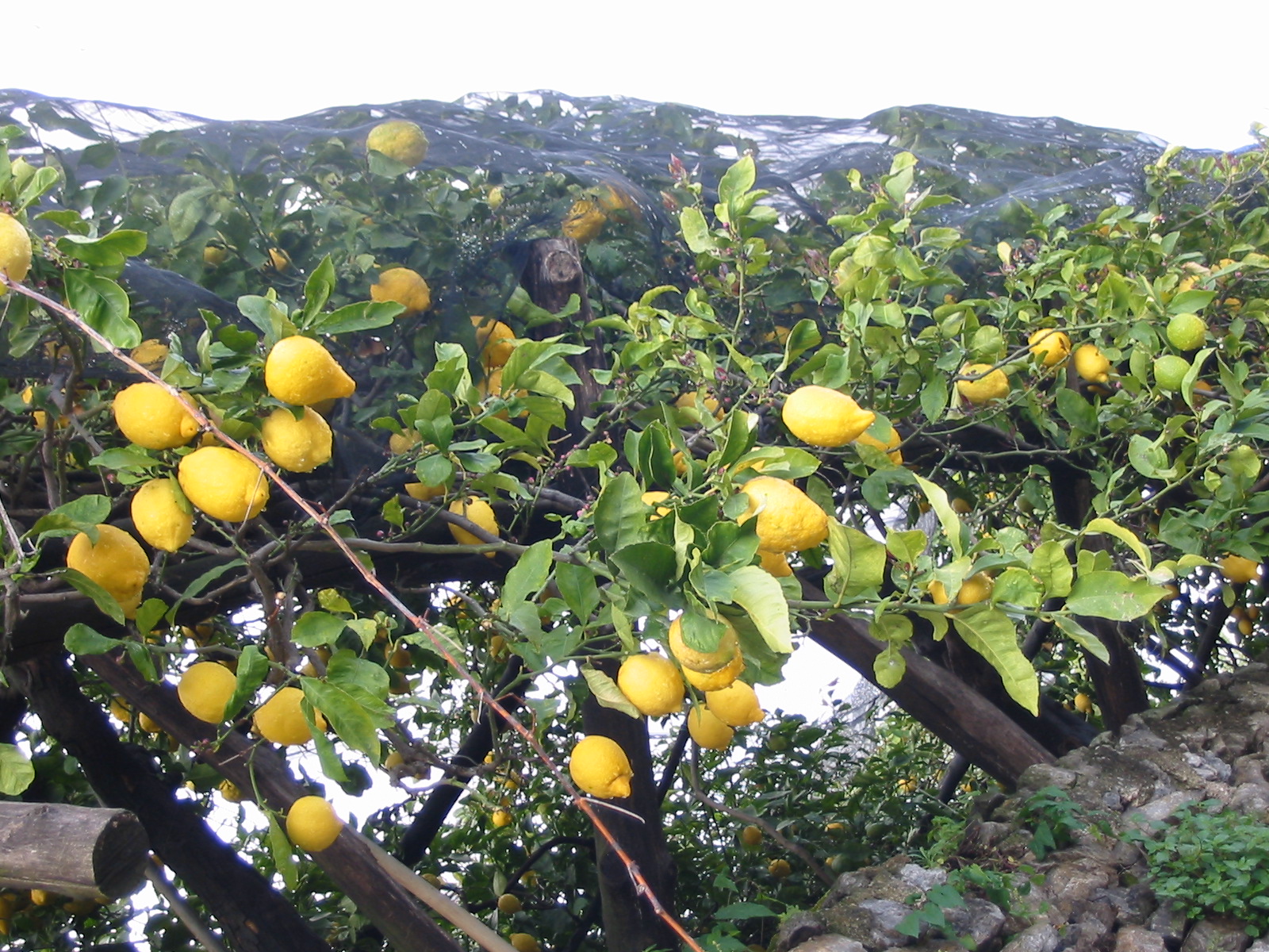 Lemon_tree_Italy.JPG