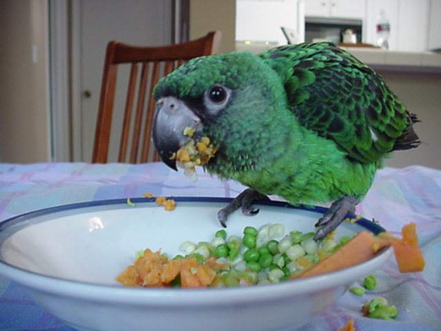 Poicephalus_gulielmi_-juvenile_pet_eating_vegetables-8a.jpg