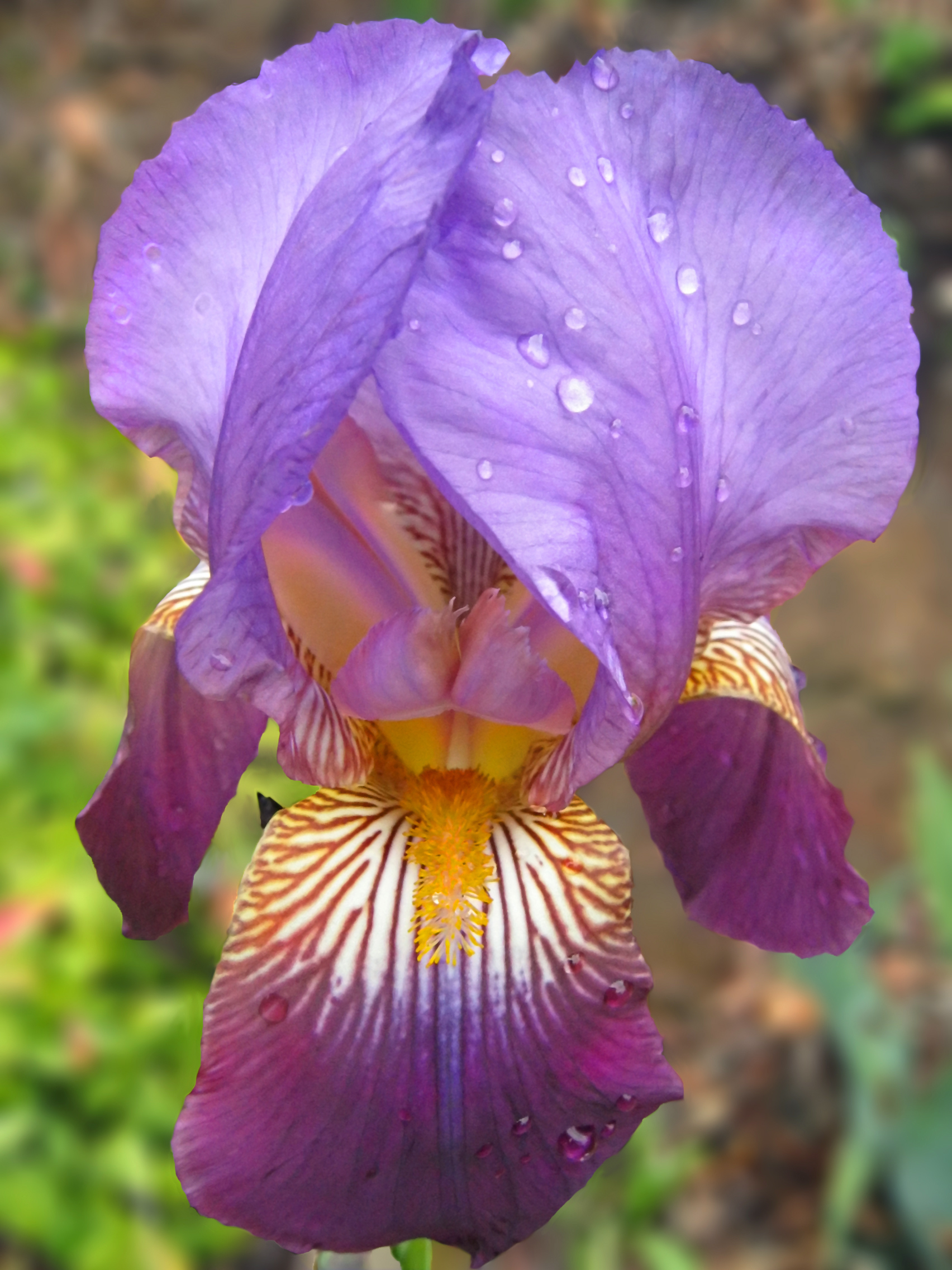 purple iris pictures