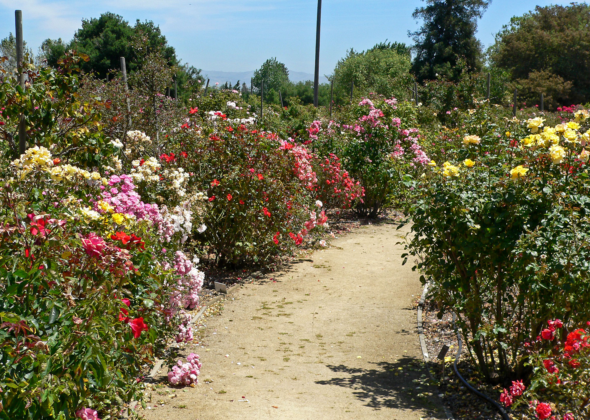 San Jose Landscape