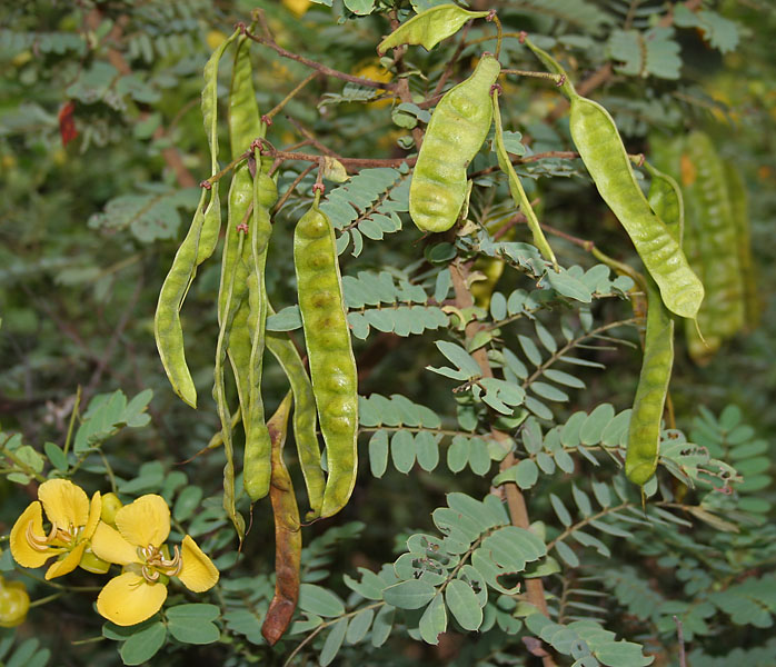 Senna auriculata image