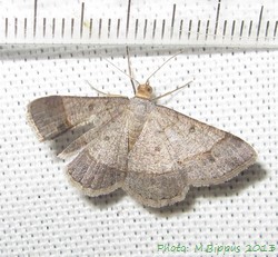 Chiasmia normata