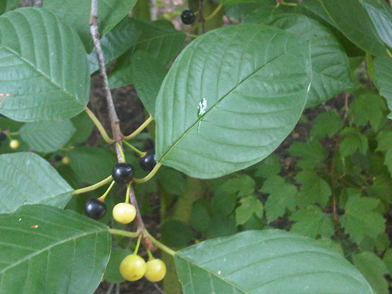 Frangula alnus - wetland 2