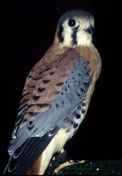 male american kestrel