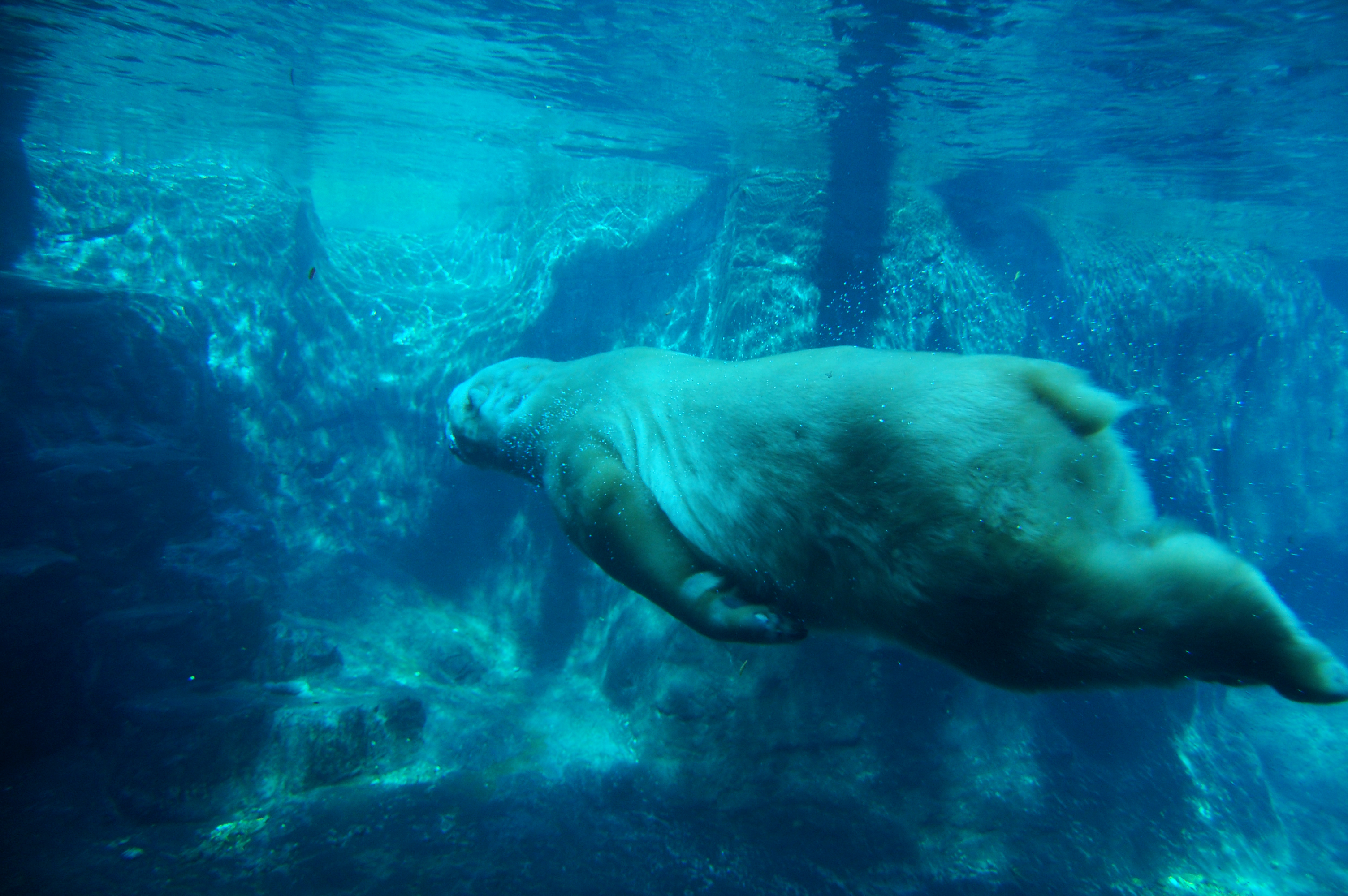 polar bear swimming