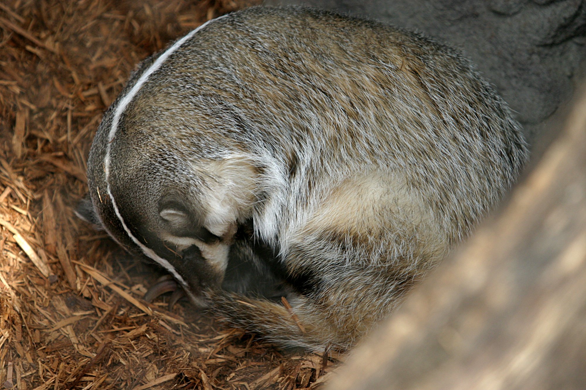 Badger Hibernation