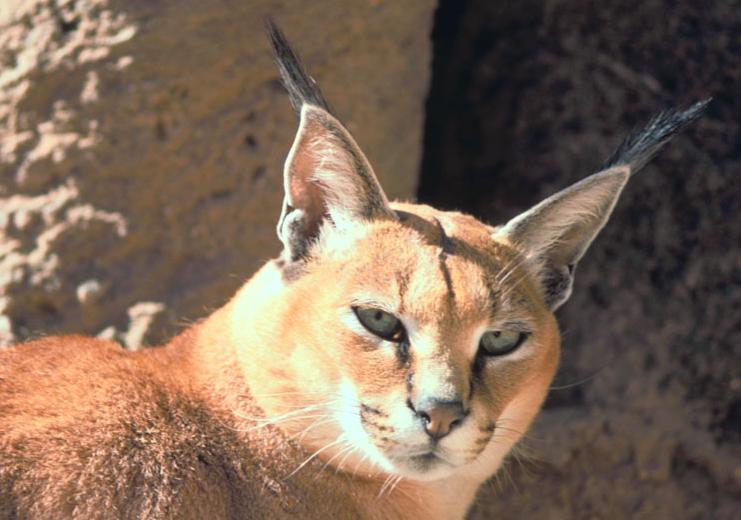 http://upload.wikimedia.org/wikipedia/commons/7/71/Caracal.jpg