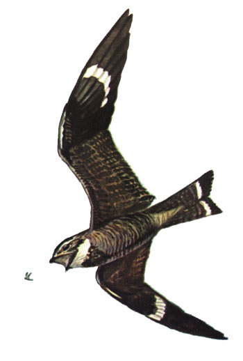 Common Nighthawk (painting via Wikipedia)