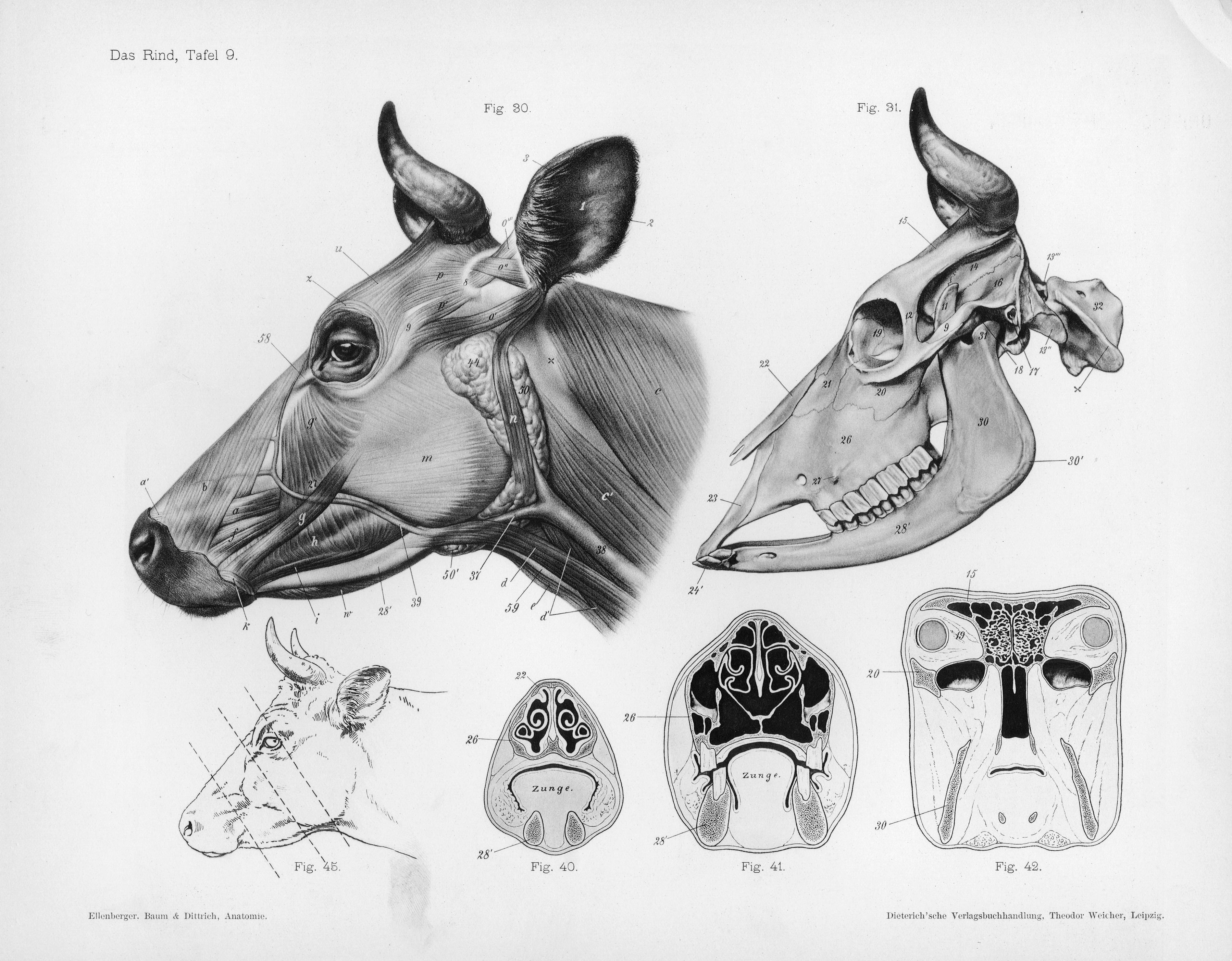 Cow Muscle Wikimedia