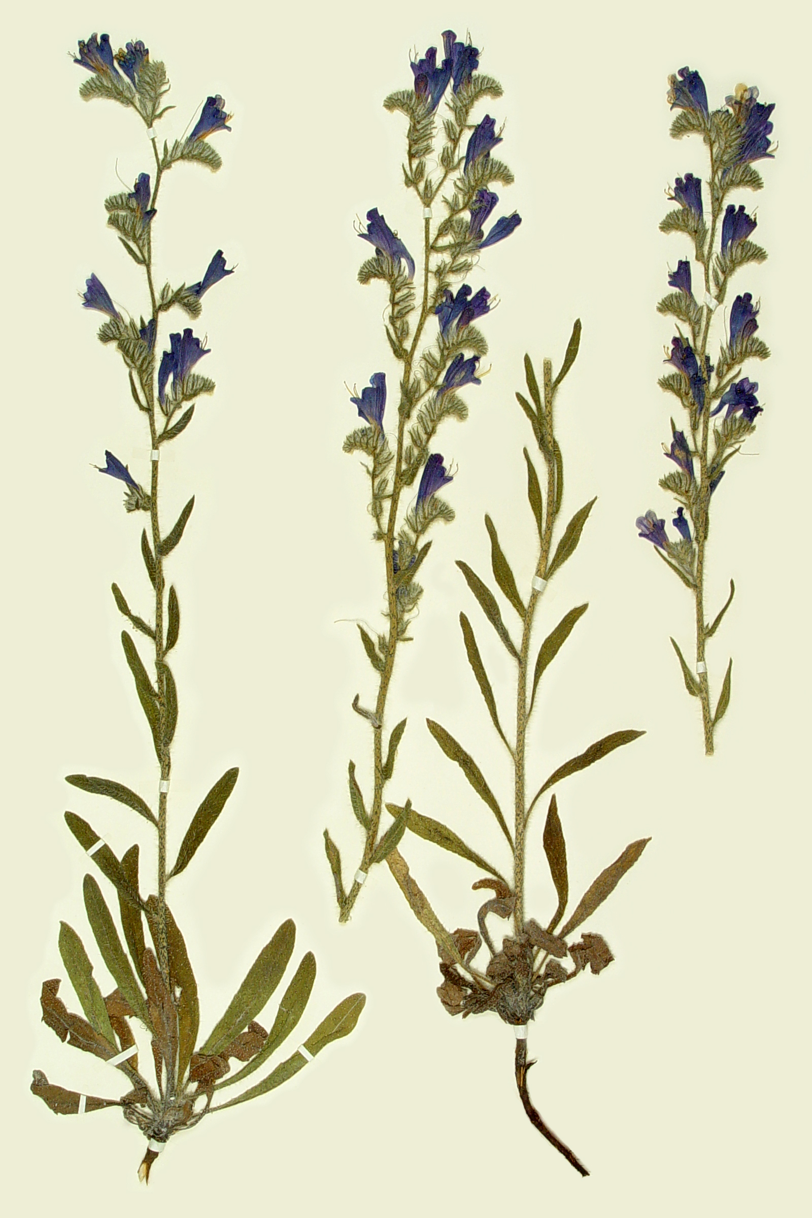 Echium pustulatum image