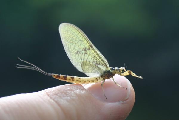 A photograph of a mayfly from Wikipedia