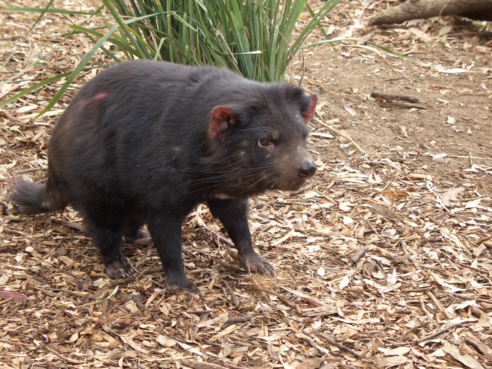 Tasmanian devil facial tumor