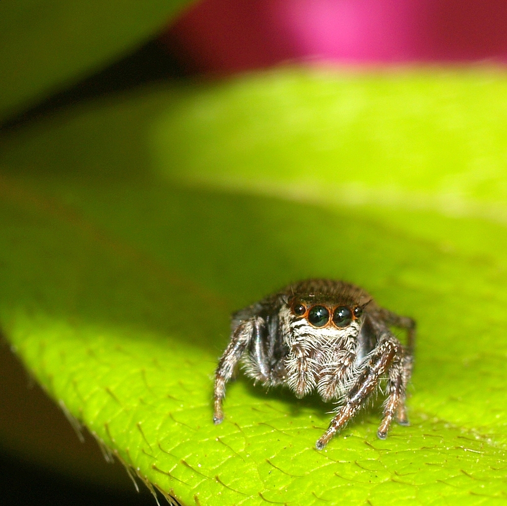 [Image: OpenCage_-_Jumping_spider_(by-sa).jpg]