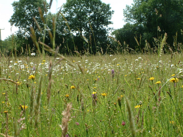 File:Winllan Wildlife Garden - Hay Meadow with wild flowers - geograph ...