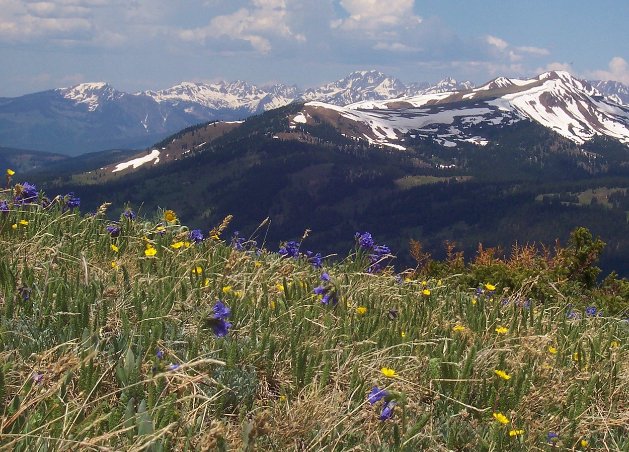 Description Alpine tundra Copper Mountain Colorado.jpg