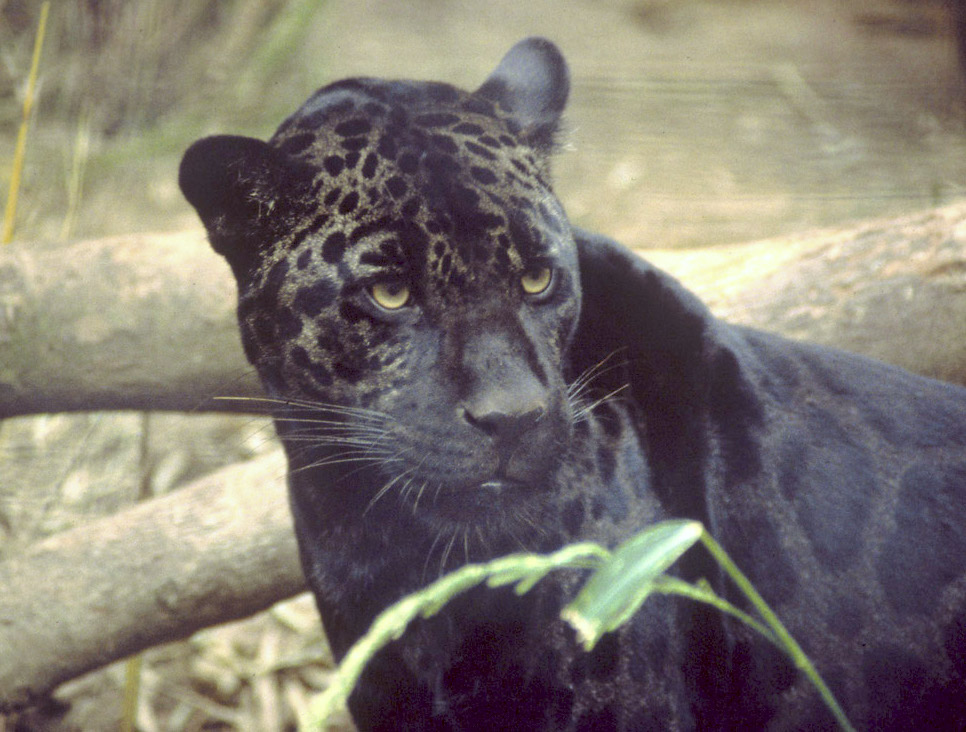 http://upload.wikimedia.org/wikipedia/commons/7/72/Black_jaguar.jpg