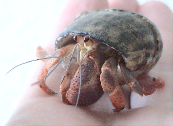 Coenobita_clypeatus1.jpg