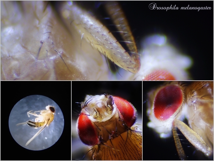 Plik:Drosophila melanogaster1.jpg