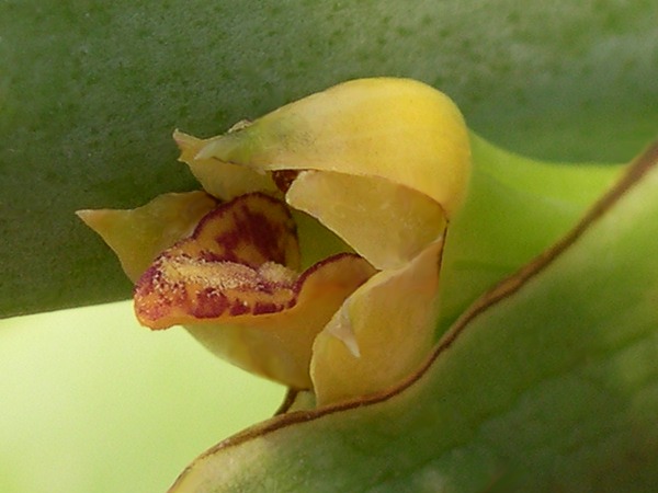 Maxillaria valenzuelana image