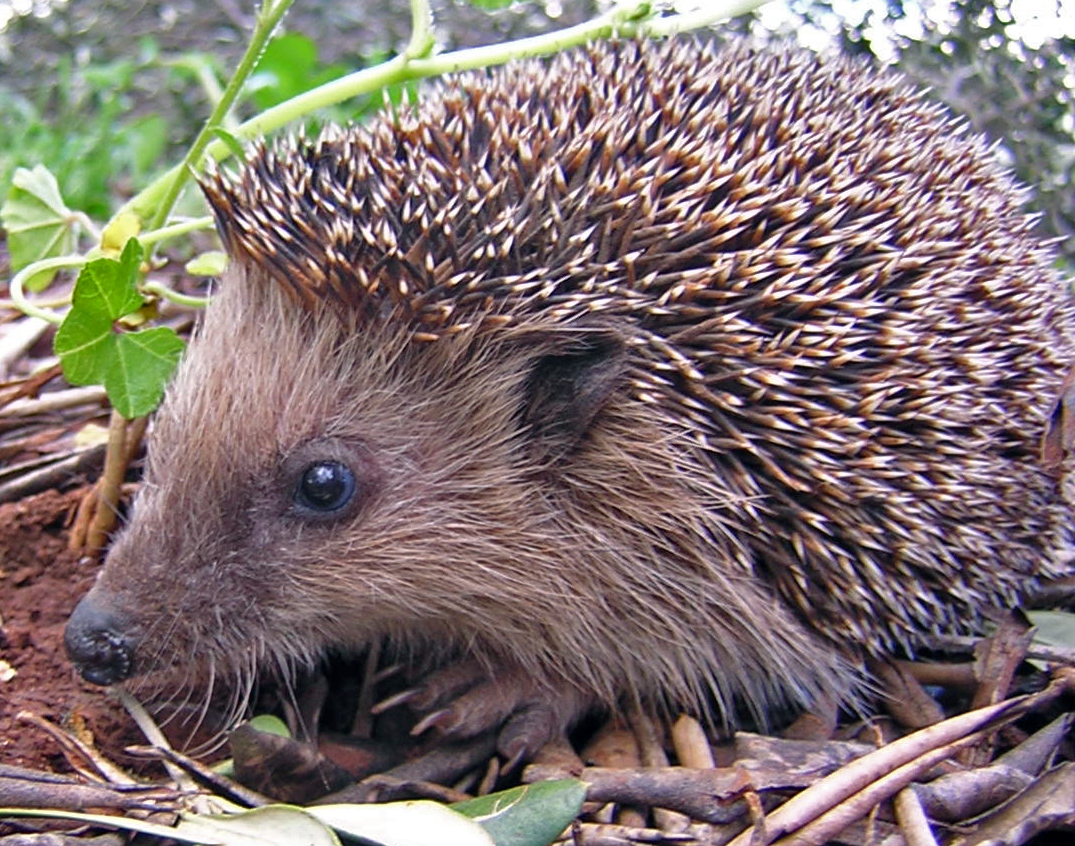 FileIgel.JPG Wikipedia