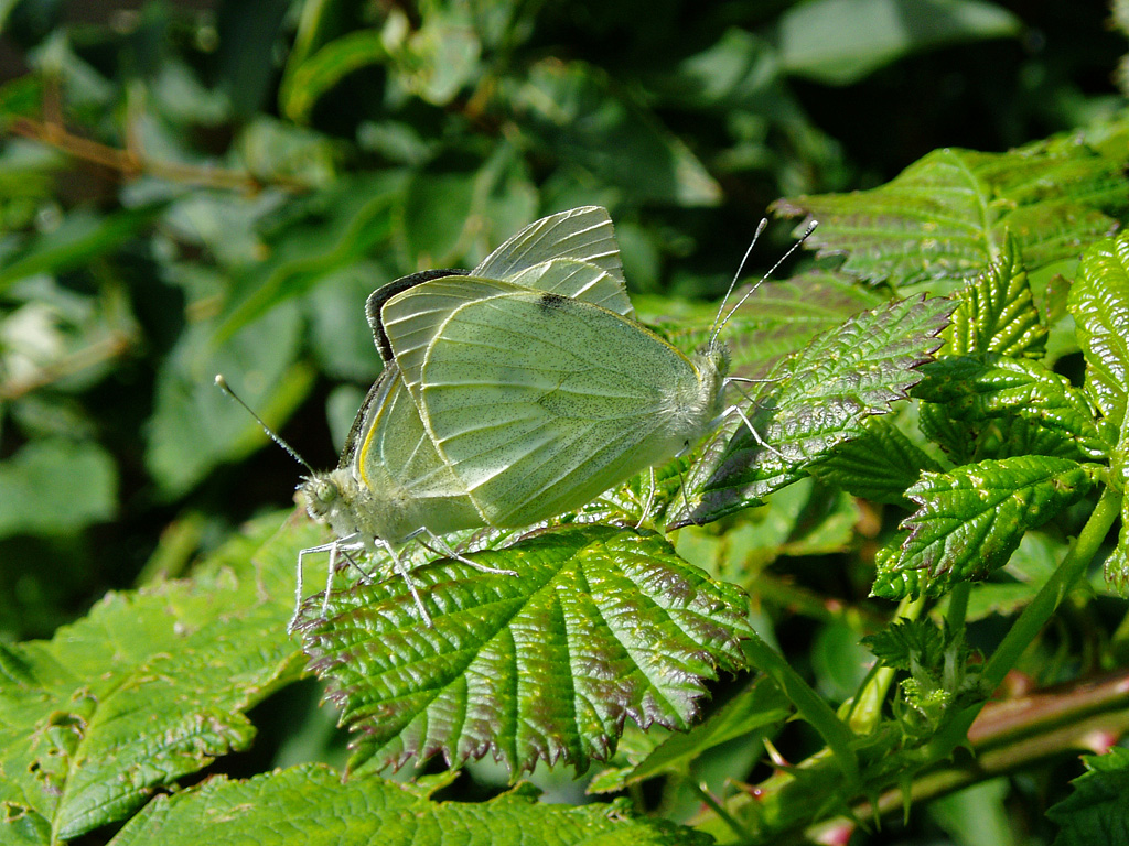 Cabbage Insect