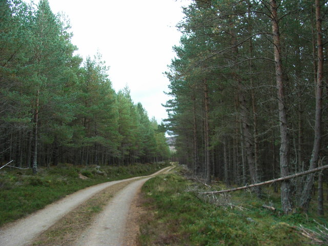 Woods_of_Garmaddie_(continued)_-_geograph.org.uk_-_585166.jpg