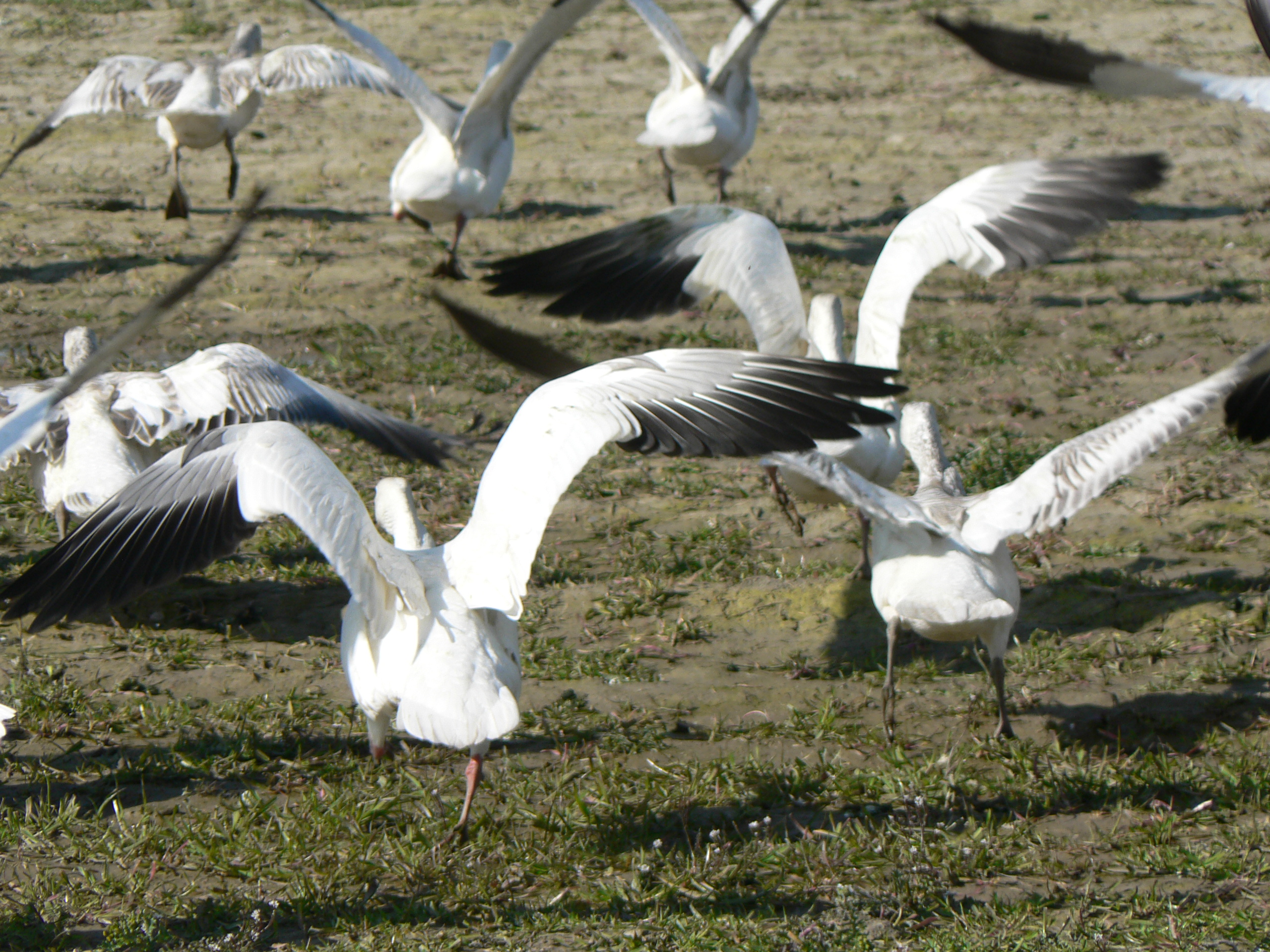 chen caerulescens