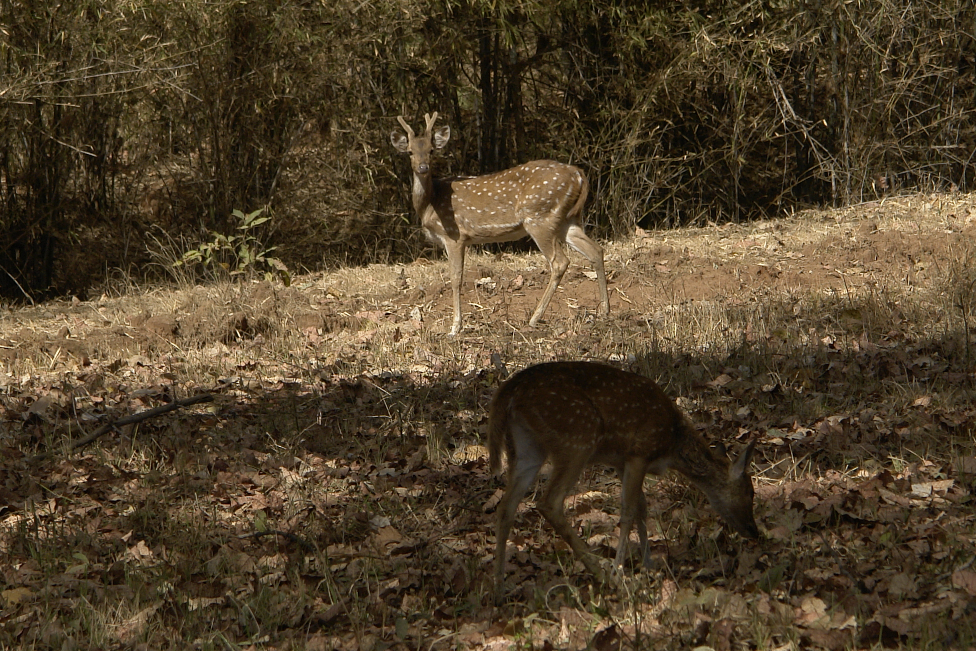 Bandhavgarh India