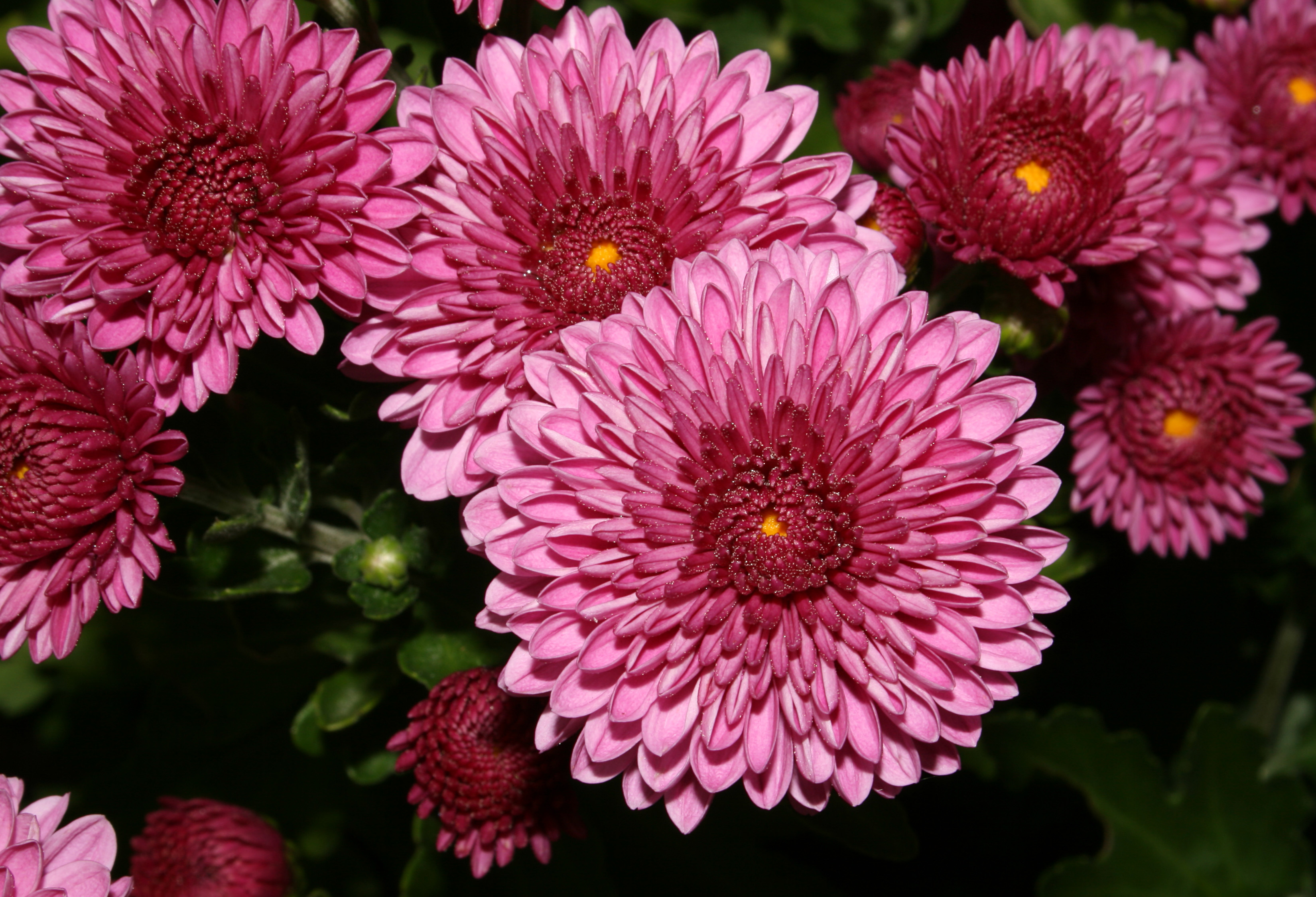     Chrysanthemum_(088