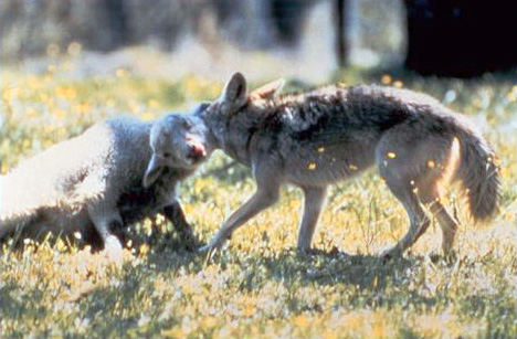 coyote lamb typical hold file sheep coyotes kill their