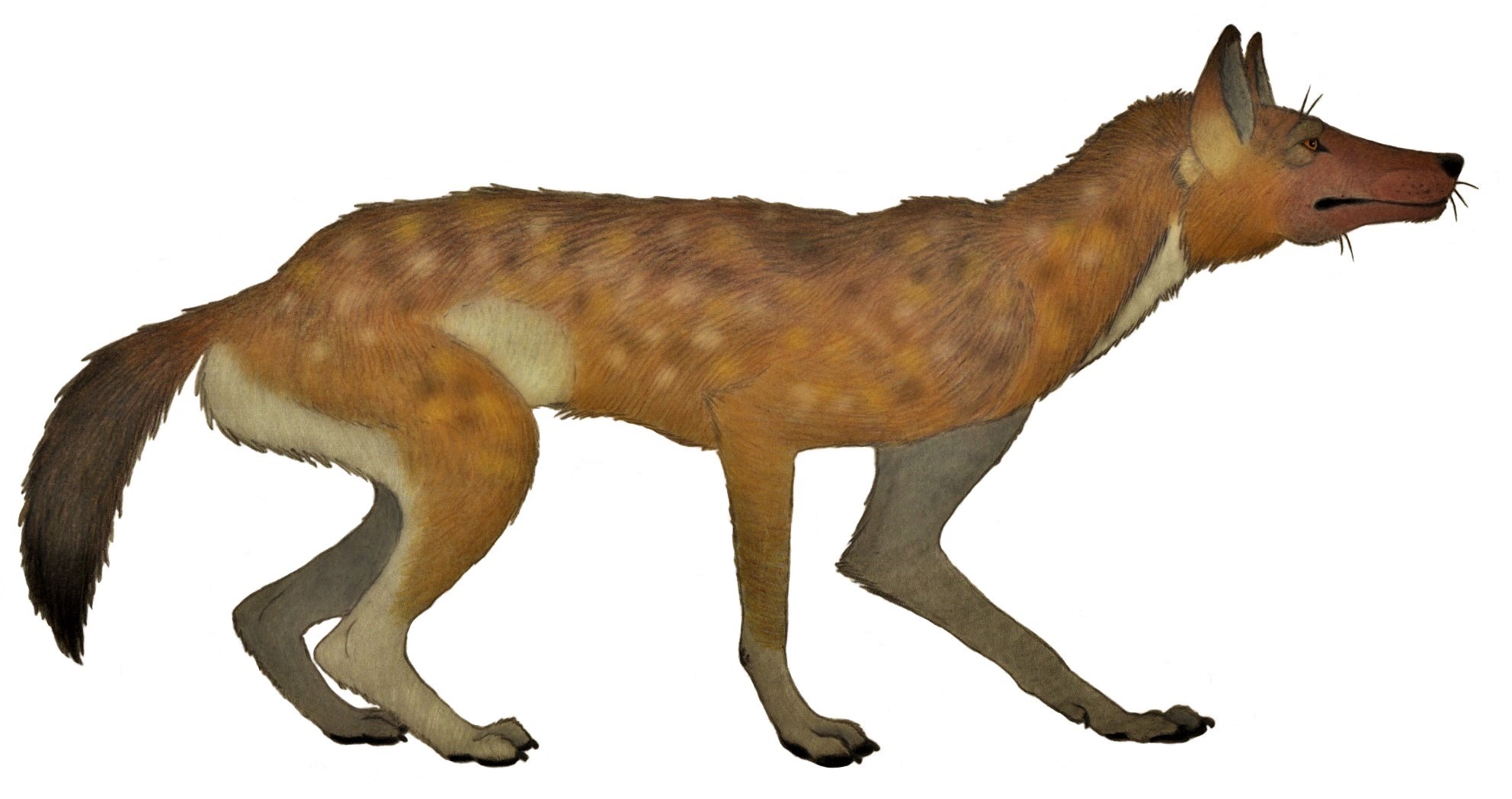 Reconstrucción de C. sardous