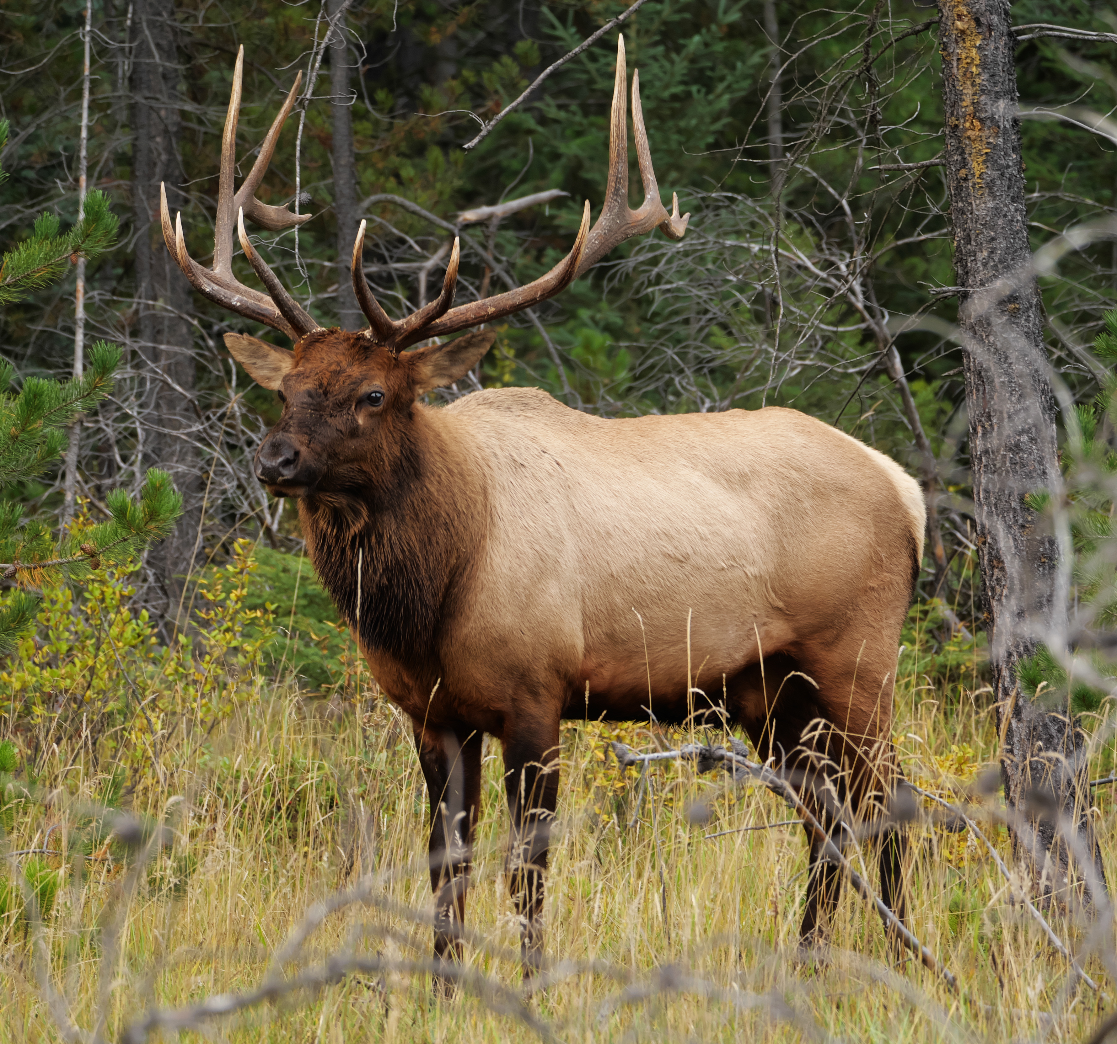 Asian red elk