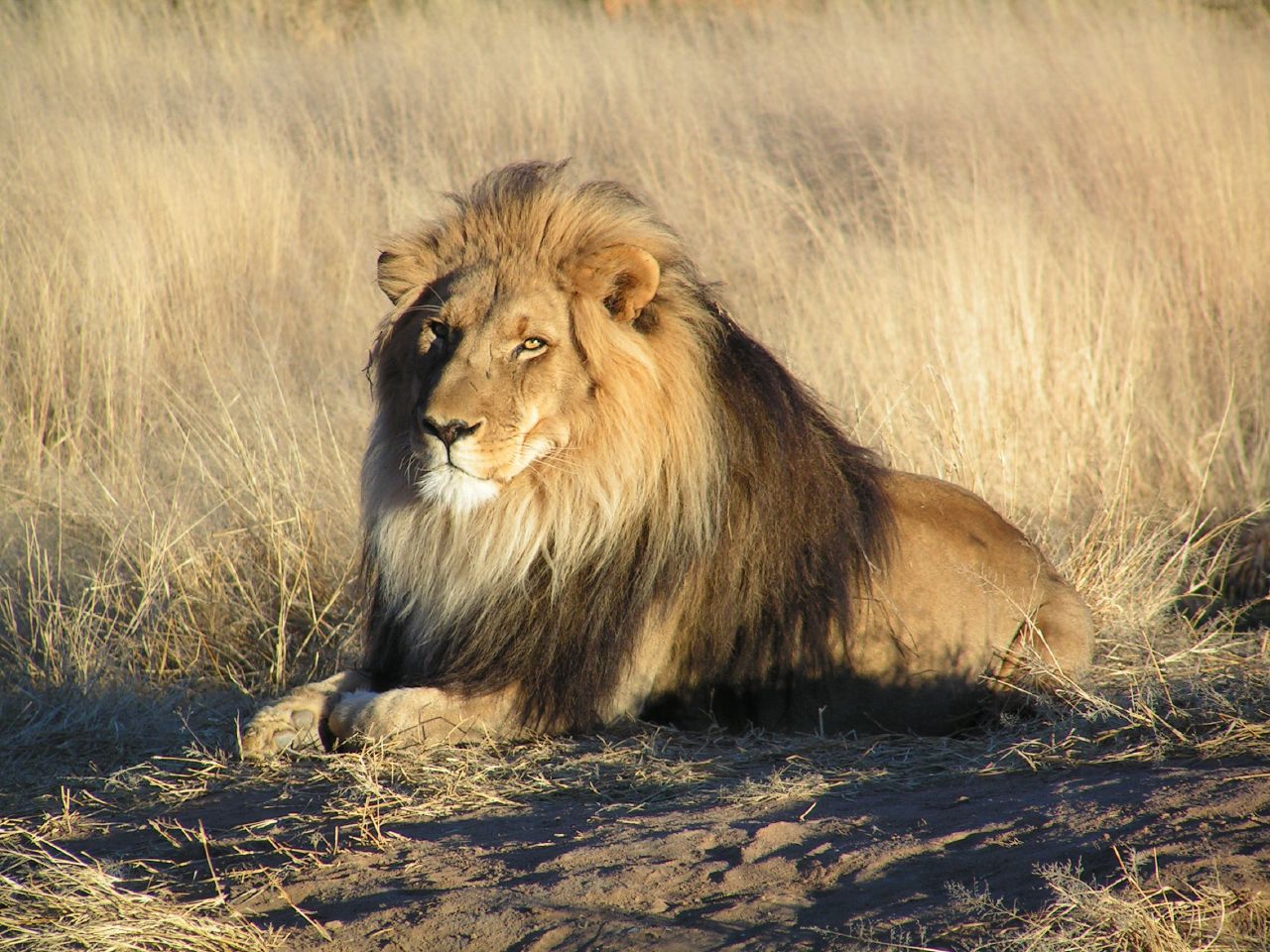File:Lion waiting in Namibia.jpg - Wikimedia Commons