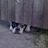 Dog peeking under fence