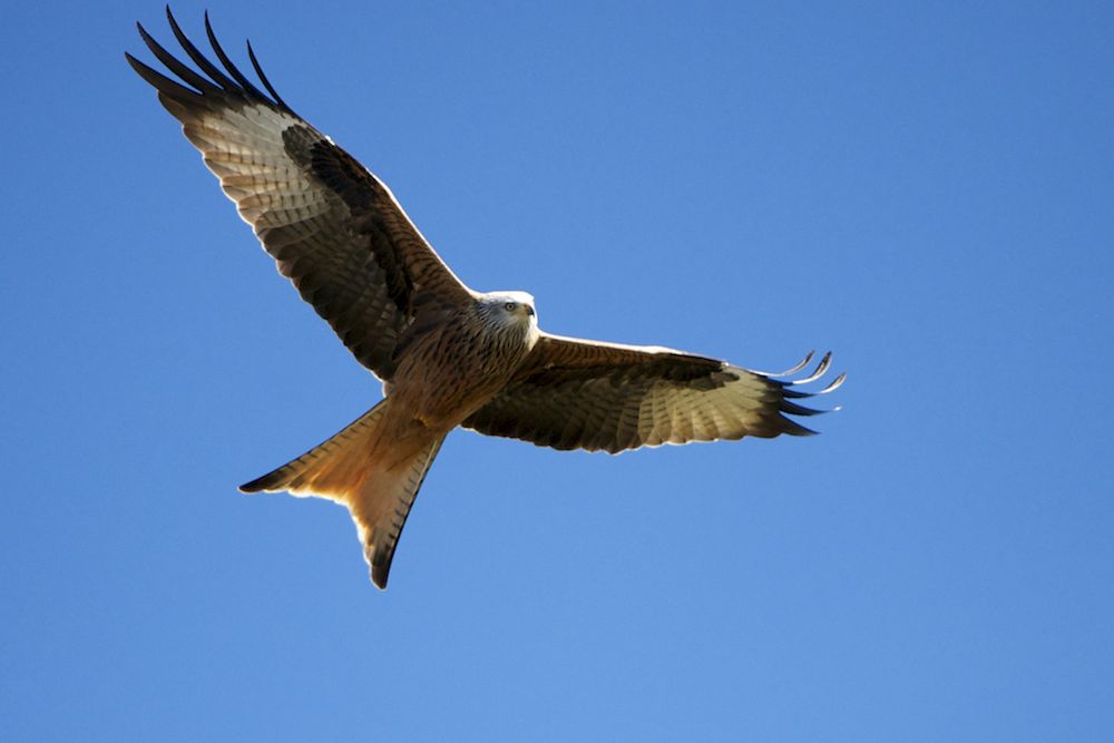 Red_Kite,_Spain.jpg