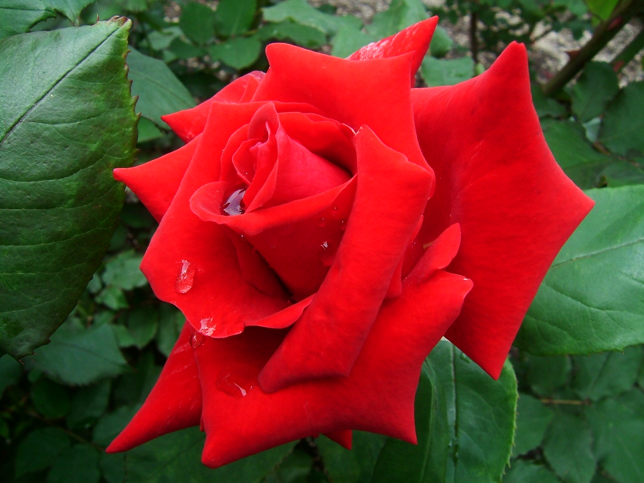 File:Rose Osaka.JPG - Wikimedia Commons