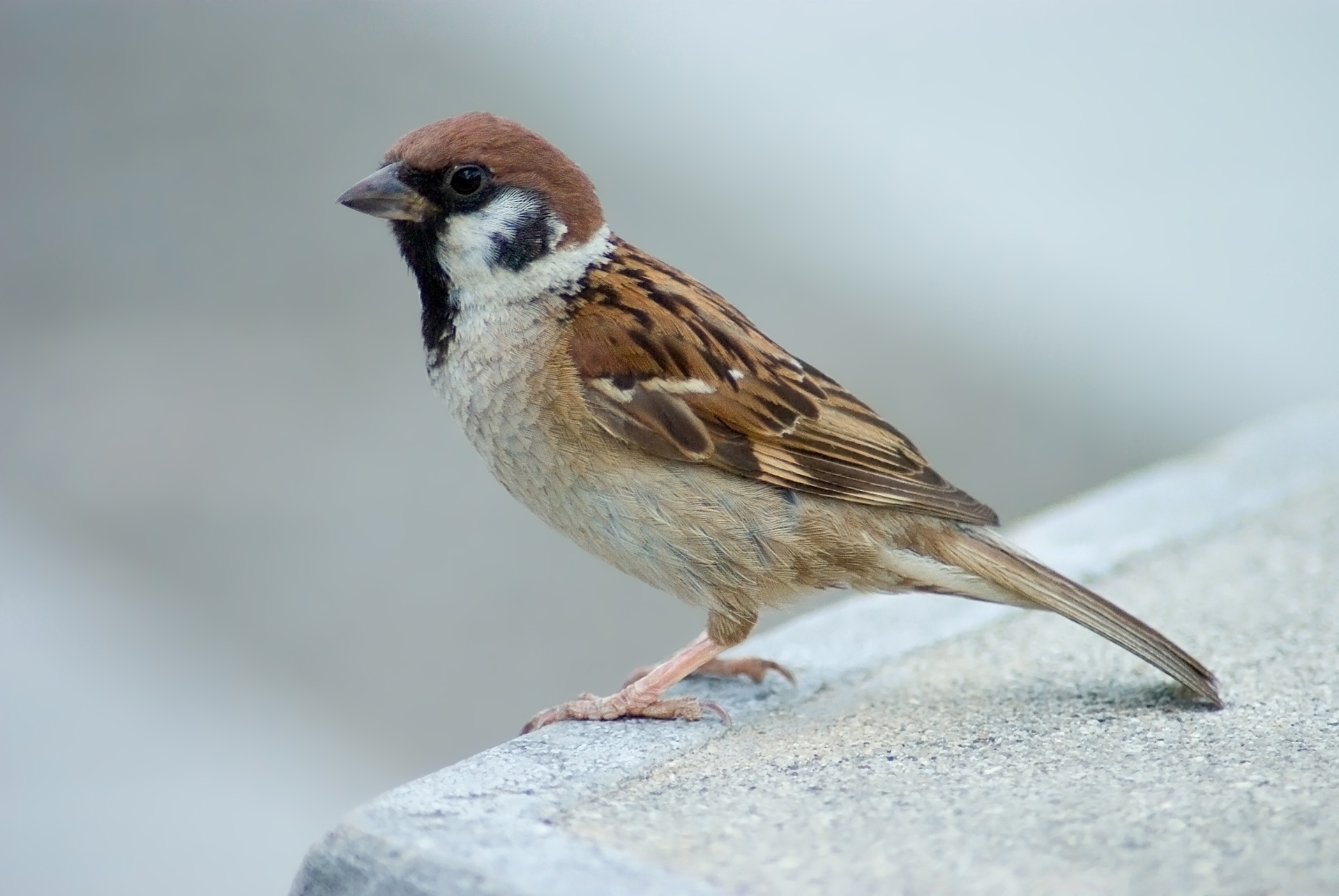 Bird Sparrow