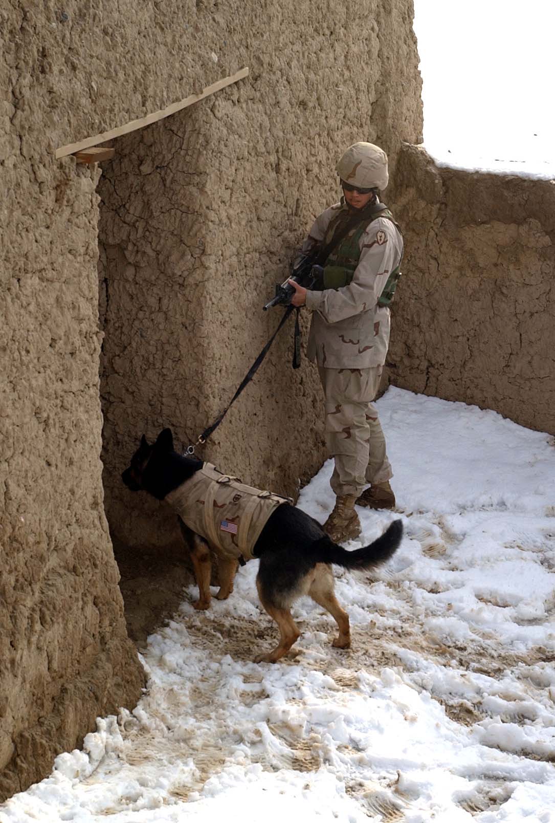 Dog In Army