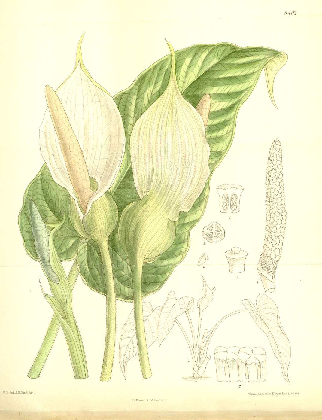 Xanthosoma pubescens image