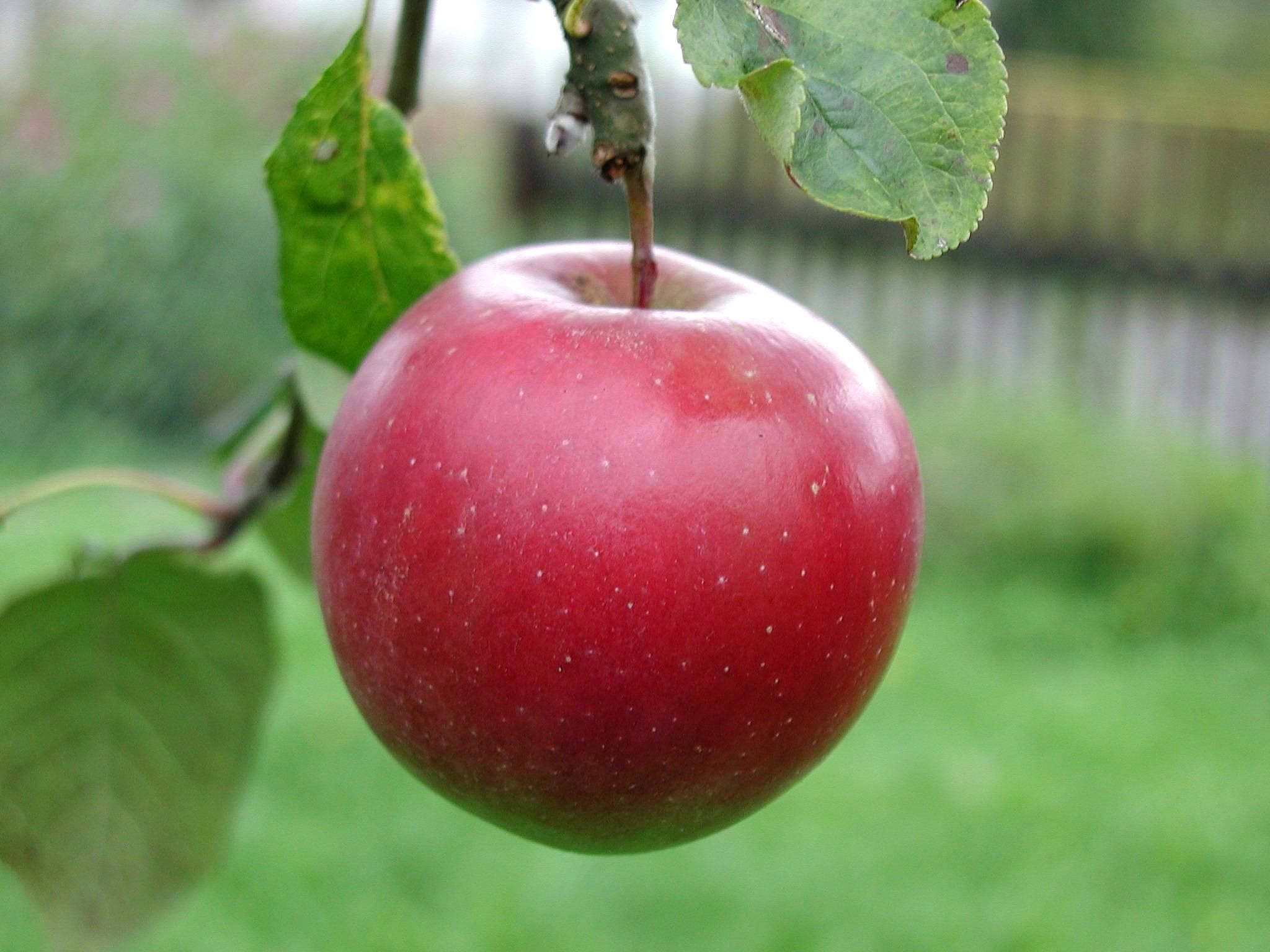 FileBig red apple.jpg Wikimedia Commons