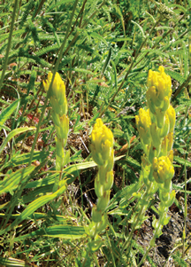 Castilleja levisecta image