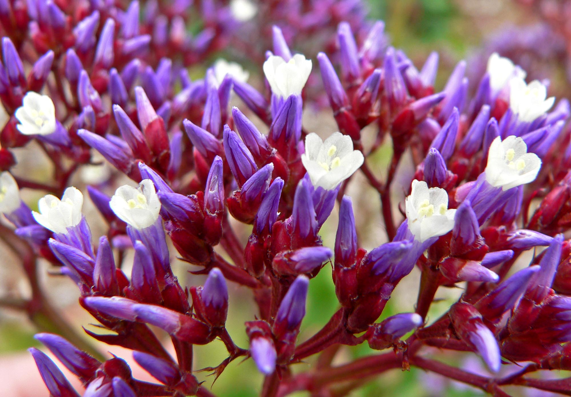 http://upload.wikimedia.org/wikipedia/commons/7/74/Limonium_perezii_3.jpg