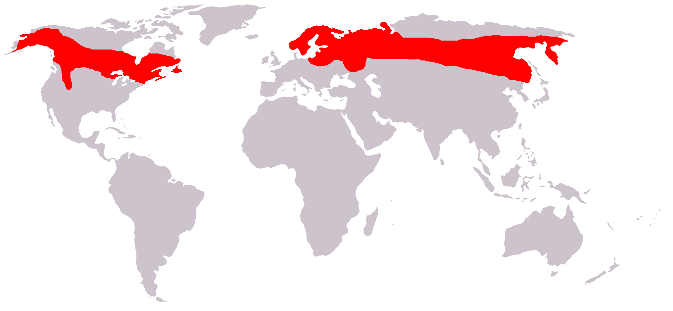 Map showing the distribution of moose around the world