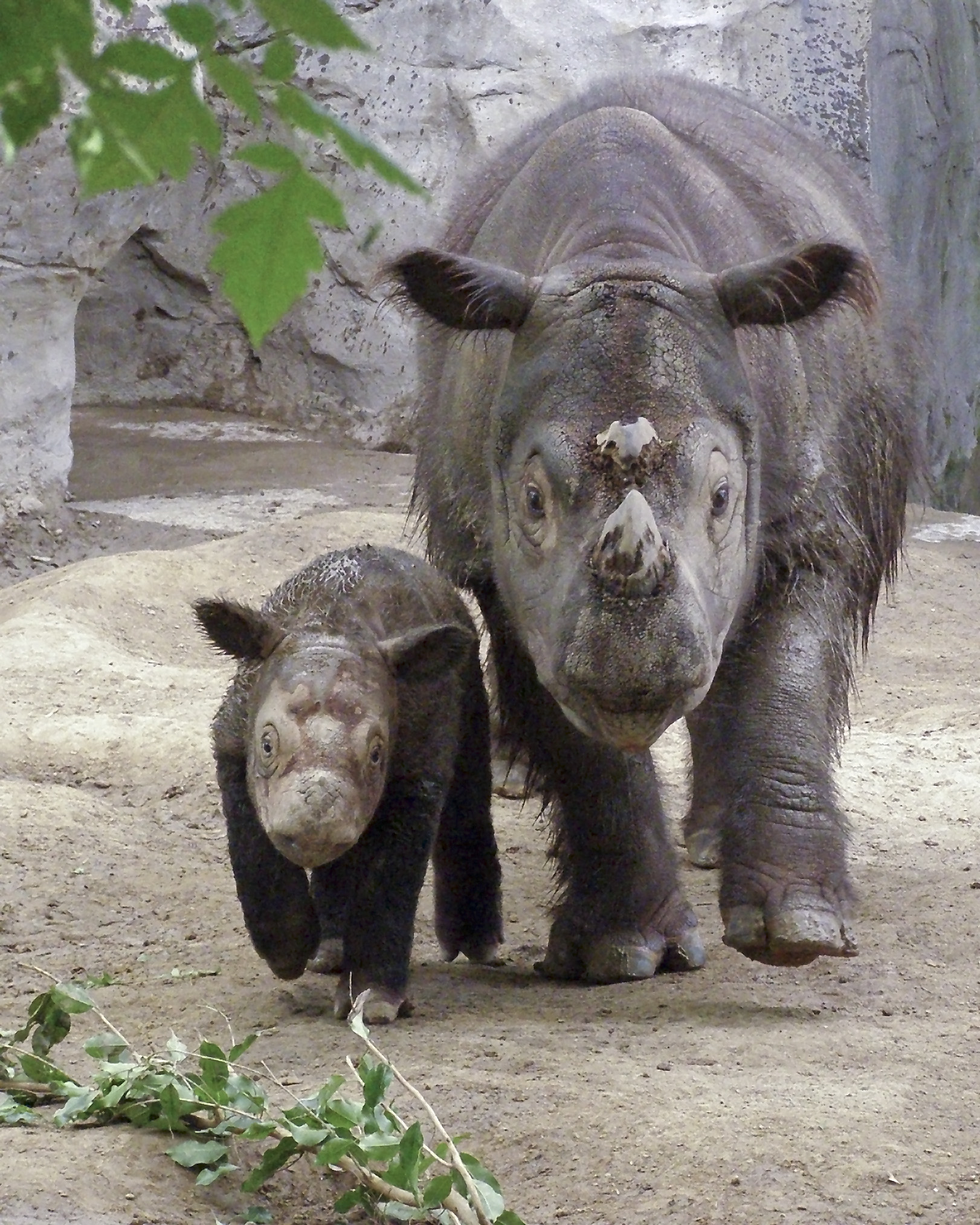 Sumatran Rhino Pictures