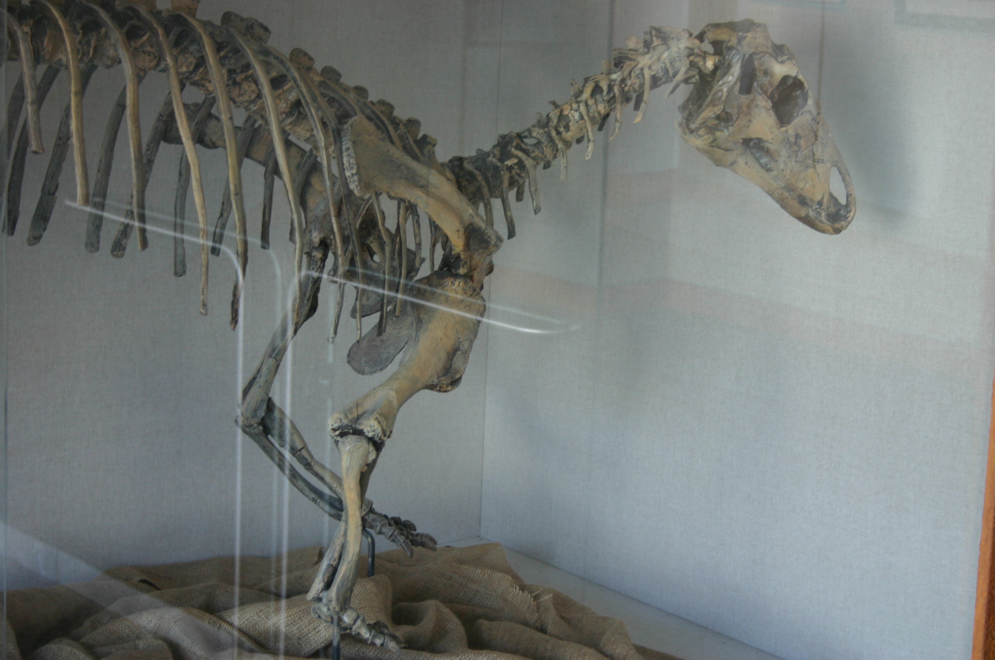 Tenontosaurus AMNH