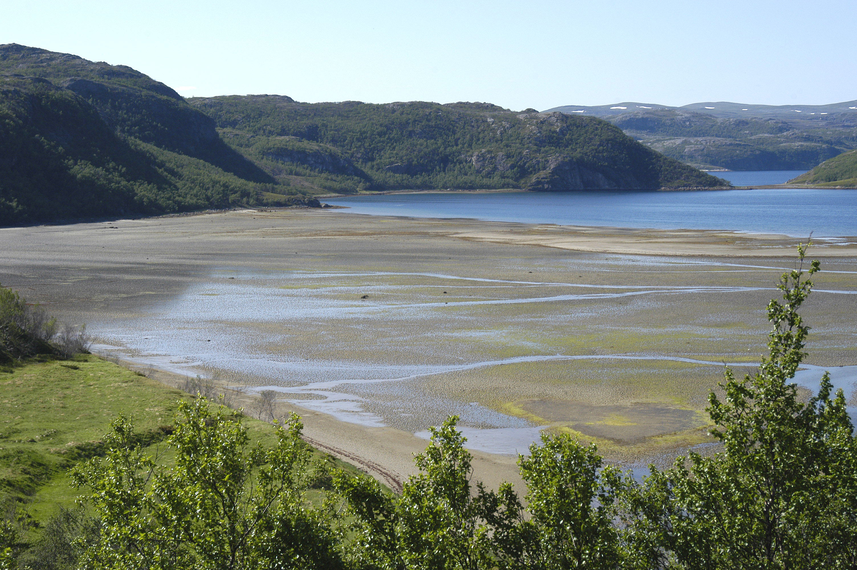 Low Tide Picture