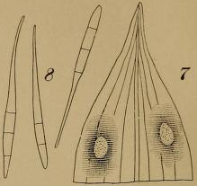 Cercosporella veratri Peck. Fig. 7. Upper part of a leaf with two fungous spots. Fig. 8. Three spores x400.