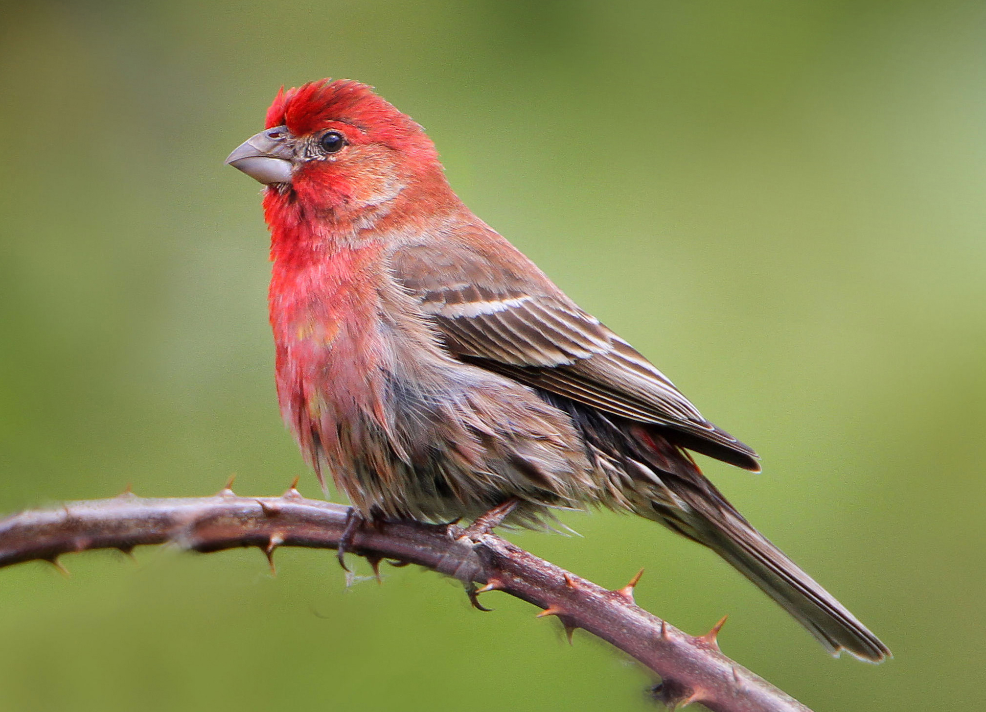 File:House Finch 4268-002.jpg